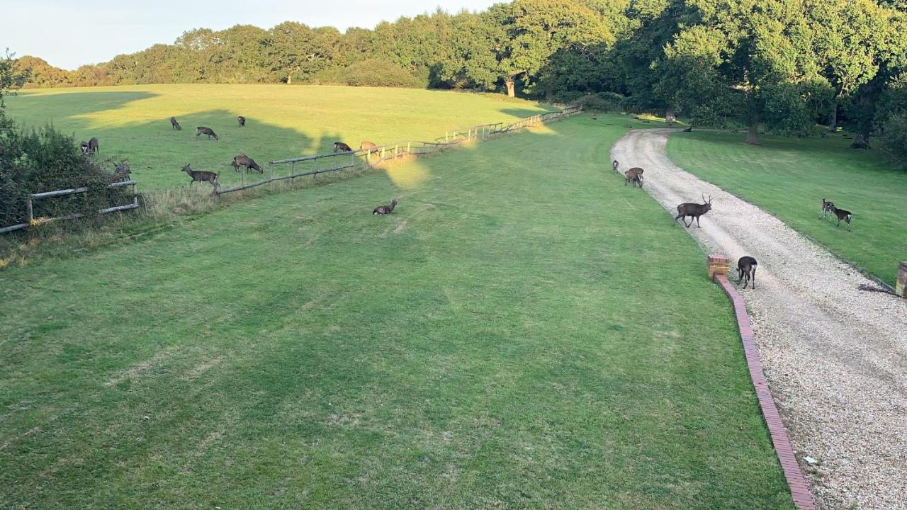 הוילה Langton Matravers Yards Brake On 40 Acres Of Private Land מראה חיצוני תמונה